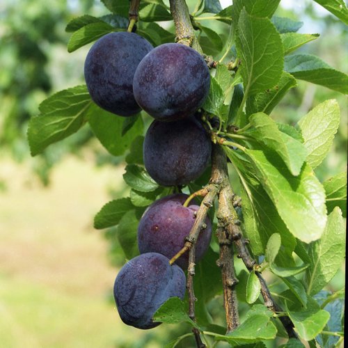 Belgian Purple