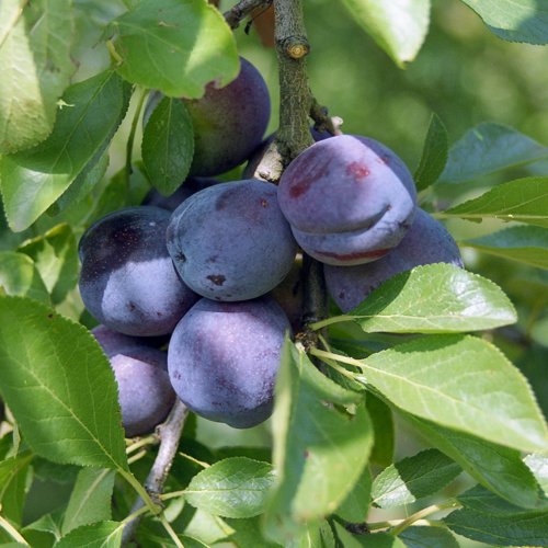 Belgian Purple