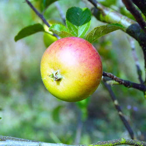 Belvoir Seedling