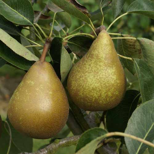 Bergamotte d'Esperen