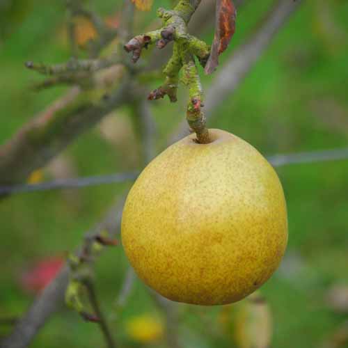 Beurre d'Anjou