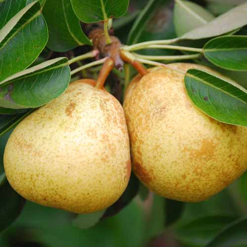 Beurre de l'Assumption