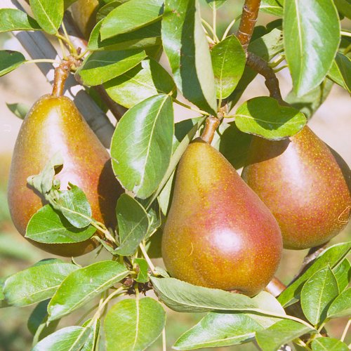 Beurre Clairgeau