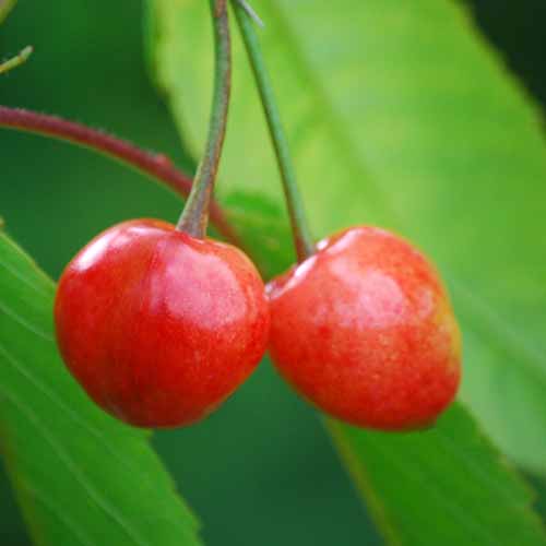 Bigarreau de Schrecken