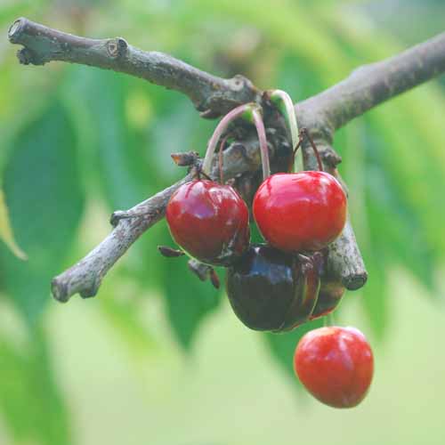 Bigarreau de Schrecken