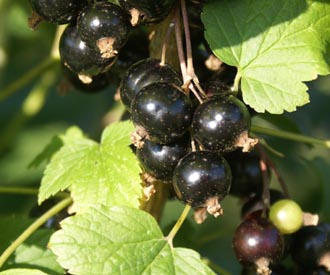 Blackcurrant - Ben Lomond
