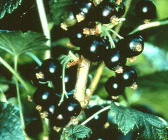 Blackcurrant - Ben Sarek