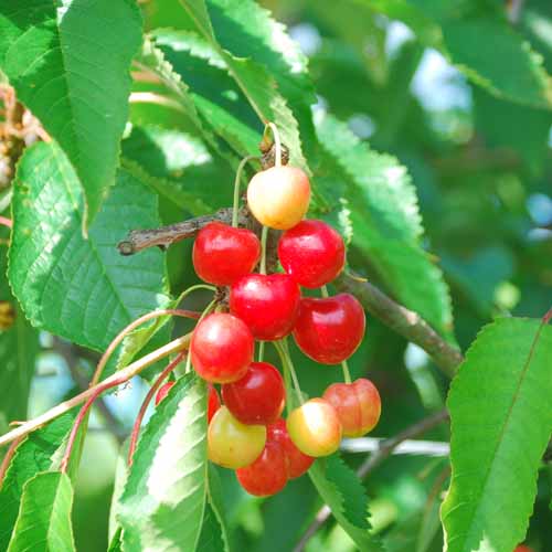 Black Tartarian (A Bayley)