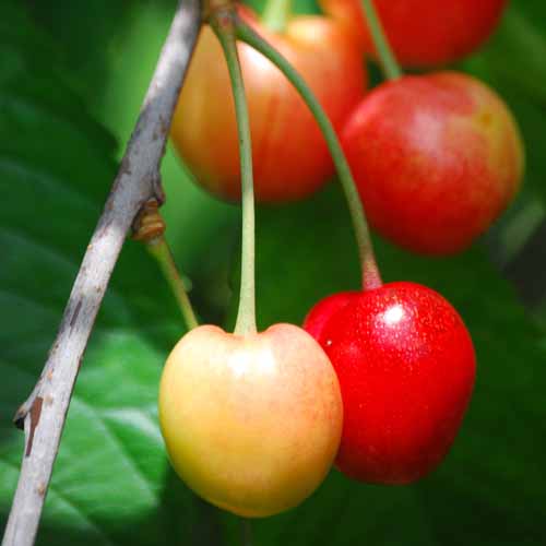 Black Tartarian (A Bayley)