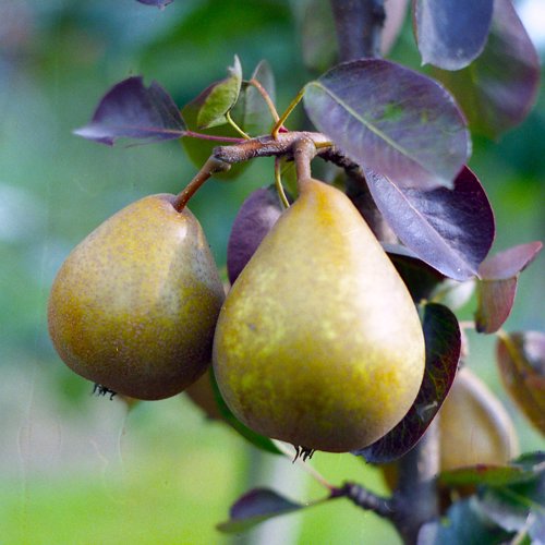Black Worcester