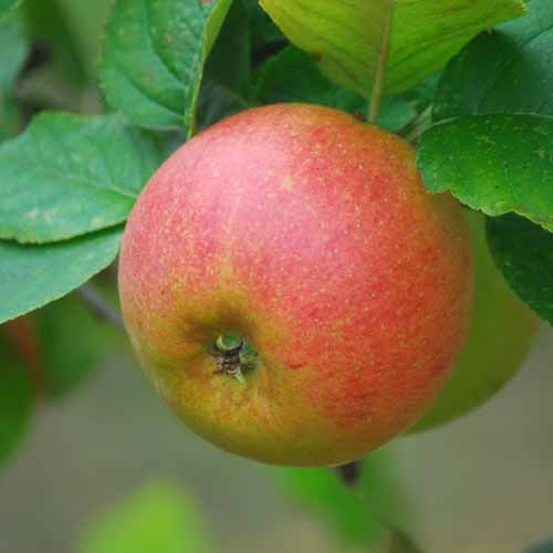 Blenheim Orange