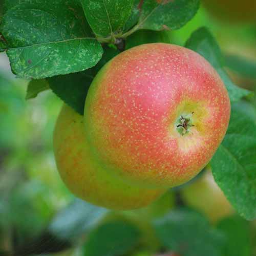 Blenheim Orange