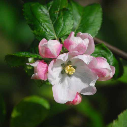 Blenheim Orange