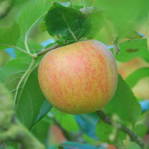 Blenheim Orange