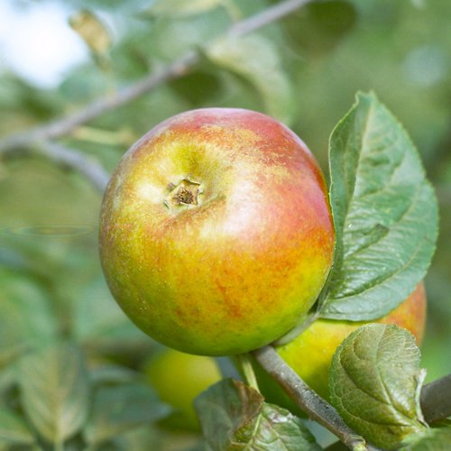 Blenheim Orange