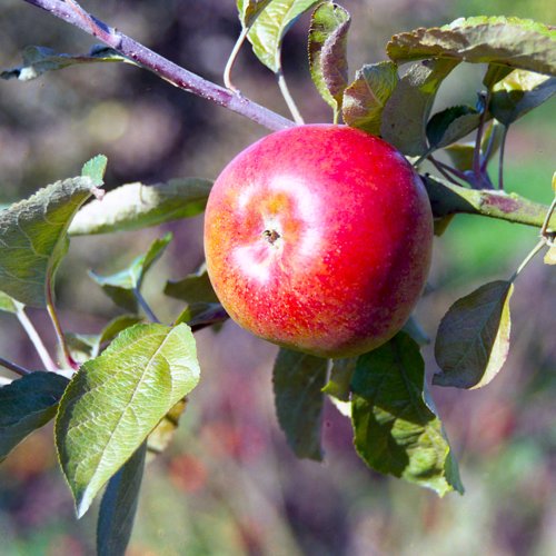 Blenheim Red