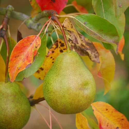 Bon-Chretien d'Hiver