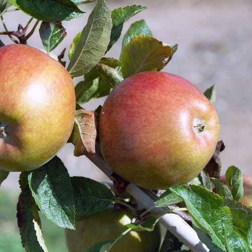 Braeburn