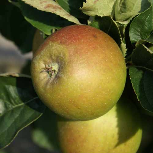 Braddick Nonpareil