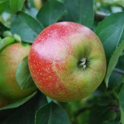 Braddick Nonpareil