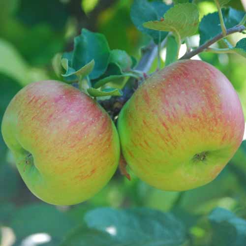 Bramley Original