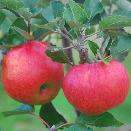 Bramley Original