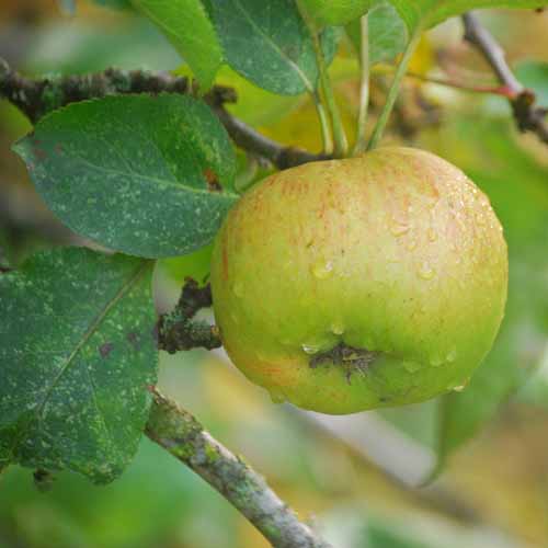 Bramley's Seedling