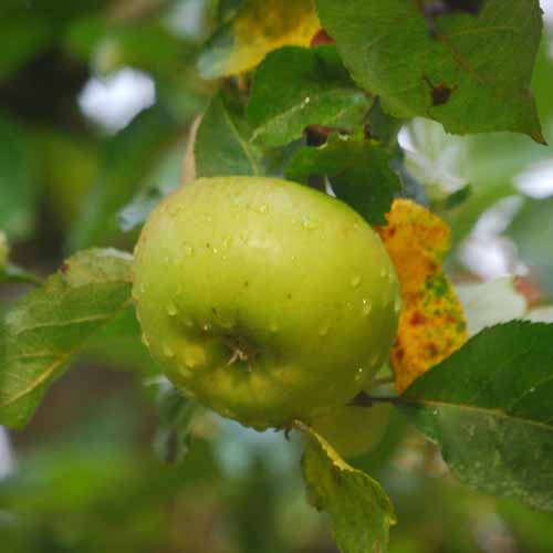 Bramley's Seedling