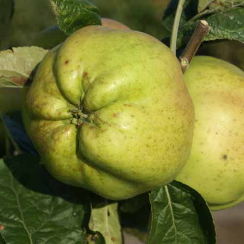 Calville Blanc d'Hiver