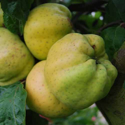 Calville Blanc d'Hiver