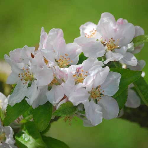 Calville Blanc d'Hiver