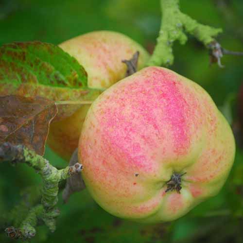 Calville Blanc d'Hiver