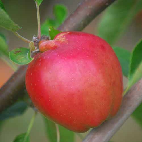 Calville Rouge D'Hiver