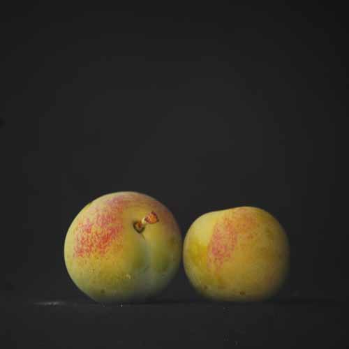 Cambridge Gage (Palmer)