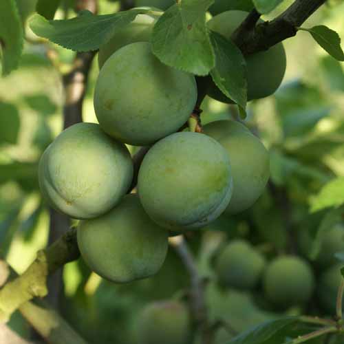 Cambridge Gage (Palmer)