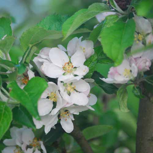 Canadian Reinette