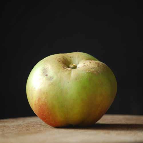 Canadian Reinette