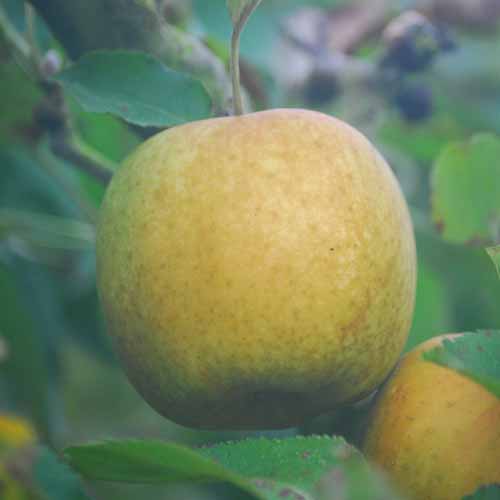Canadian Reinette