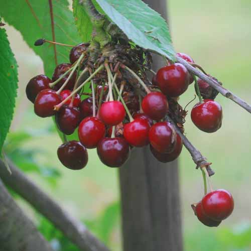 Cassia