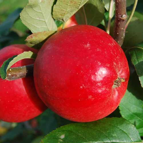 Nuvar™ Cheerfull Gold™