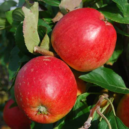 Nuvar™ Cheerfull Gold™