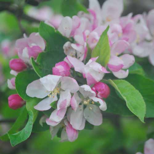 Nuvar™ Cheerfull Gold™