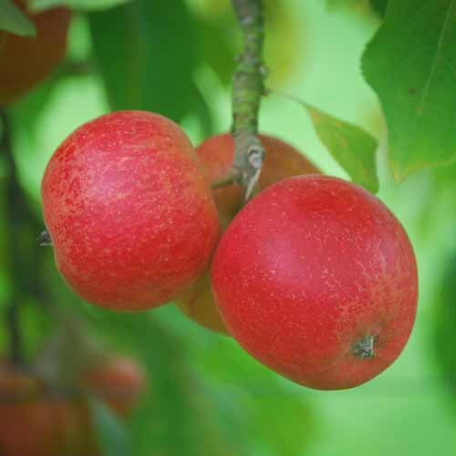 Nuvar™ Cheerfull Gold™