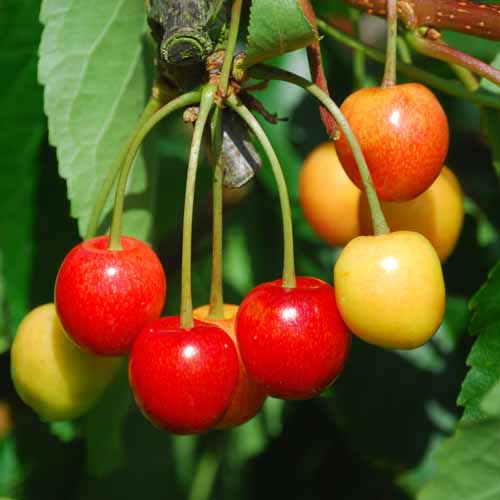 Chlumecka Rana
