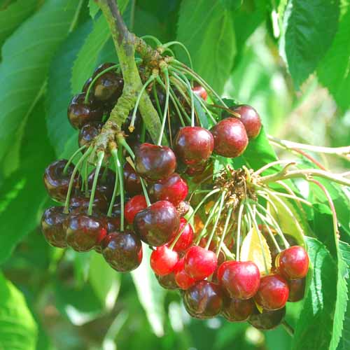 Chlumecka Rana