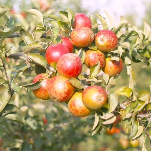 Christmas Pearmain