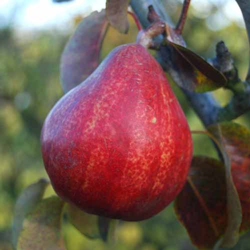 Red Comice