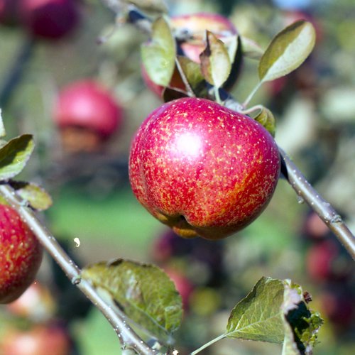 Cornish Aromatic