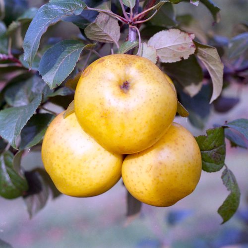 Cornish Honeypin