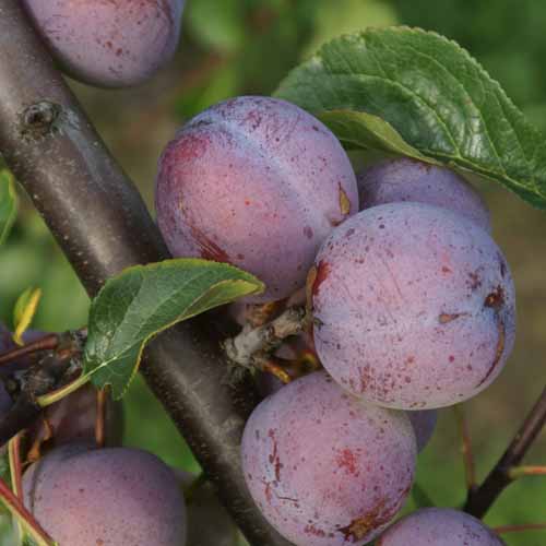 Count Althann's Gage